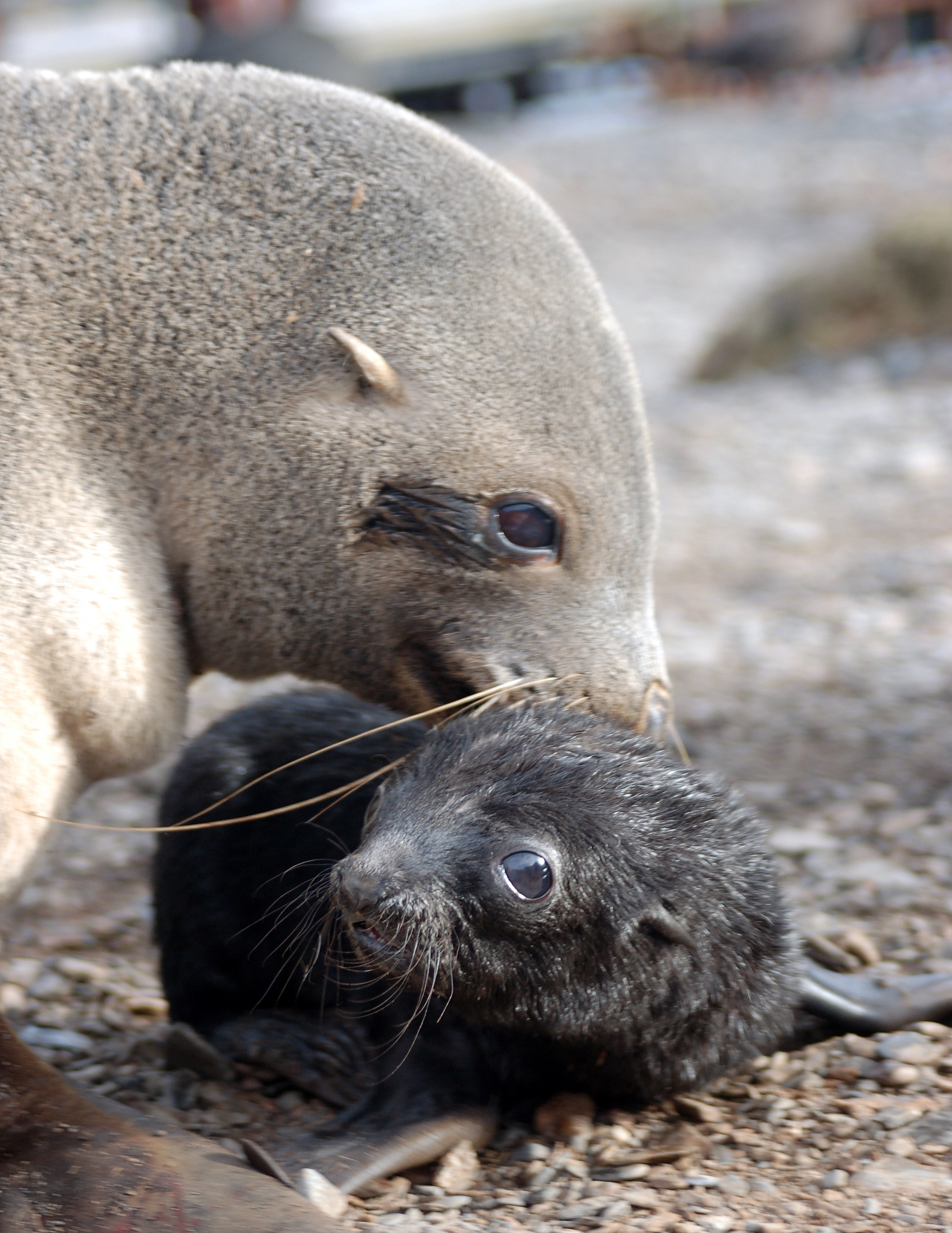 flying_and_first_pup_304