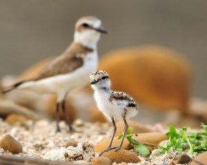 plover_photo
