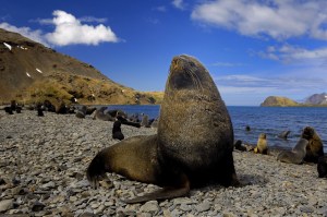 Kerguelen Seebär AA männchen weitwinkel 4 (2)