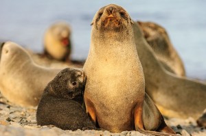 Kerguelen Seebär AA männchen weitwinkel 4 (2)